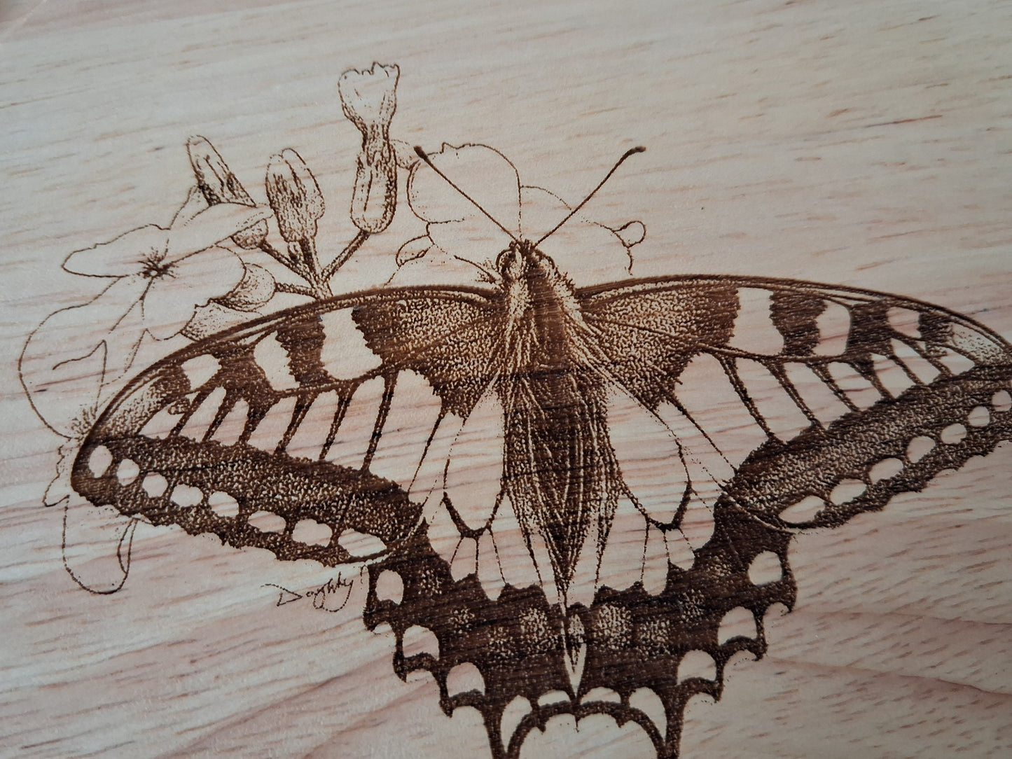 Swallowtail Butterfly - Close-up
