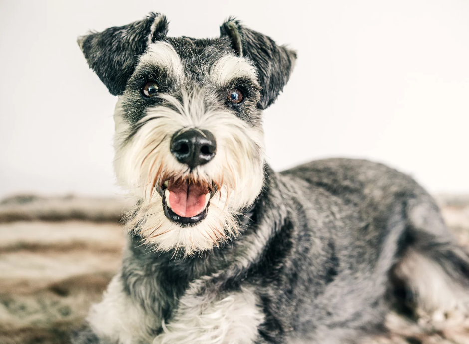 Schnauzer