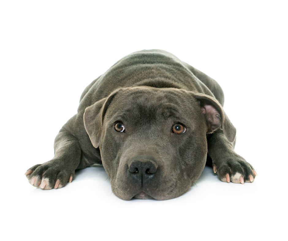 Staffordshire Bull Terrier