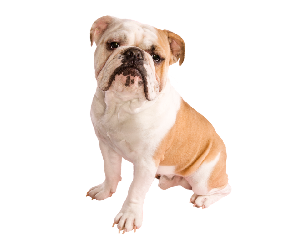 English Bulldog photo