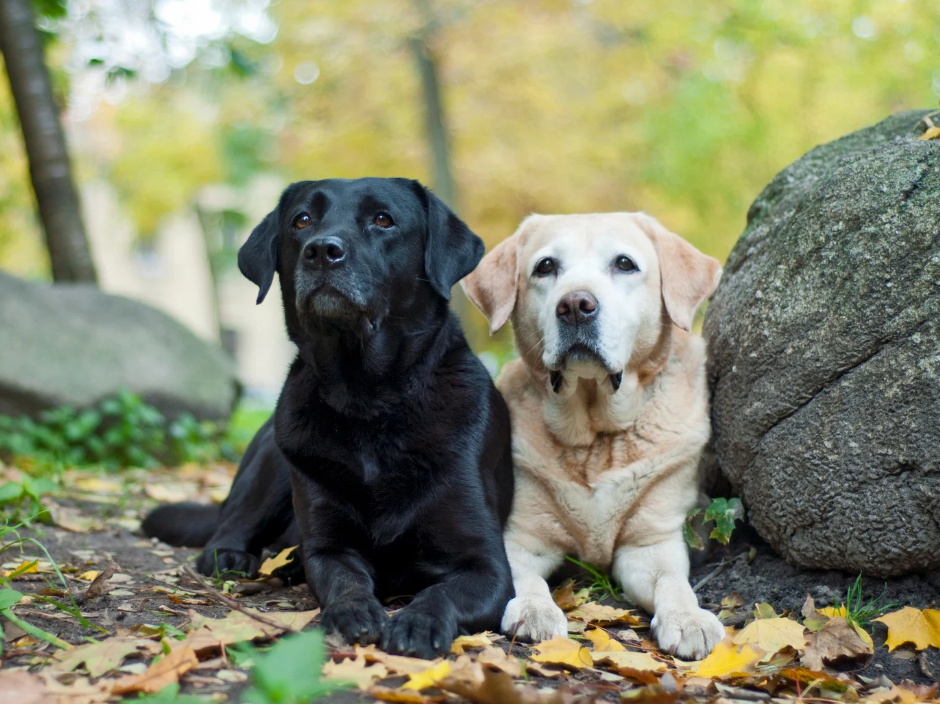 Labradors black and yellow photo 