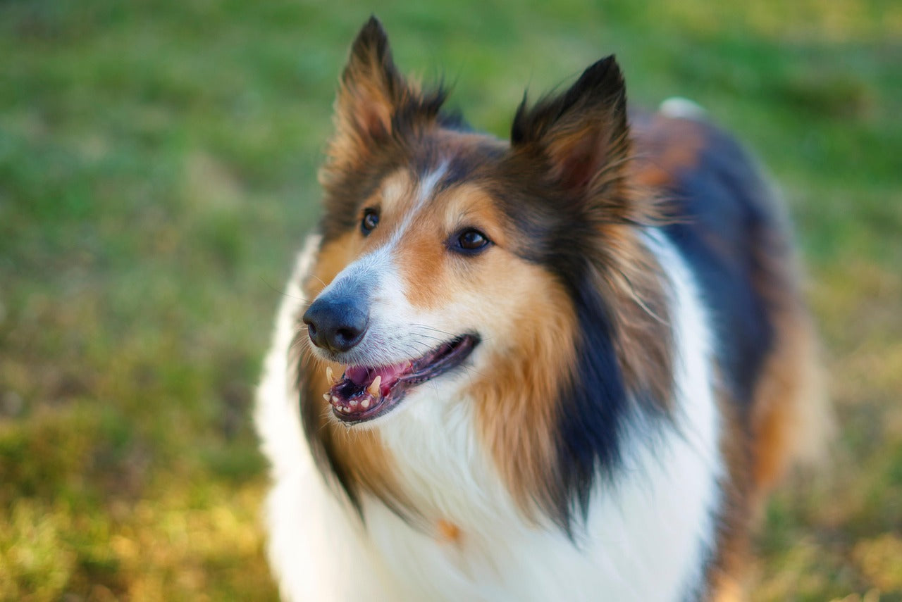 Rough Collie