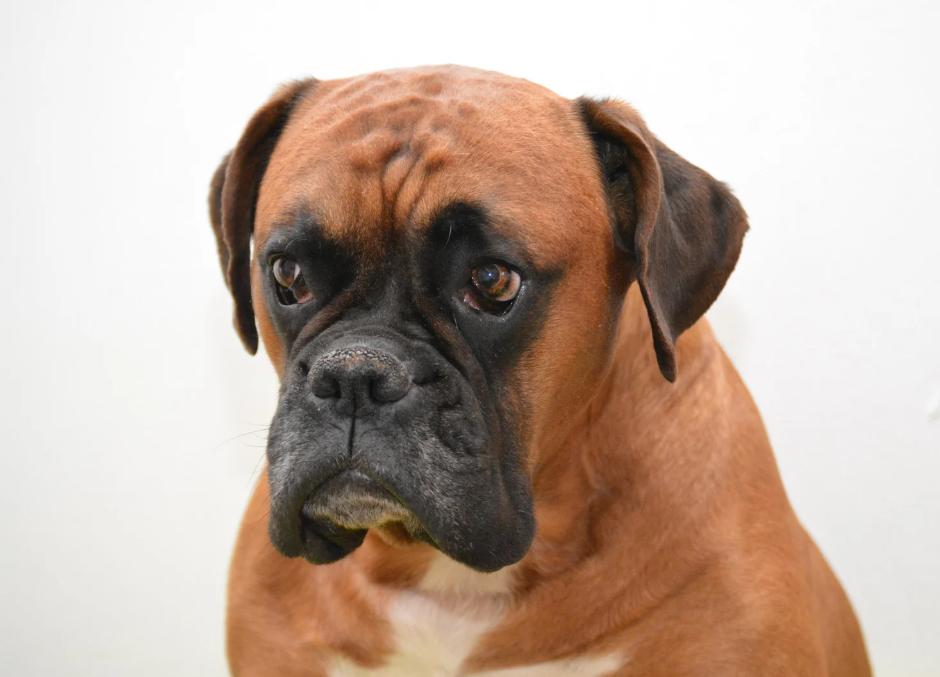 Boxer Dog photo