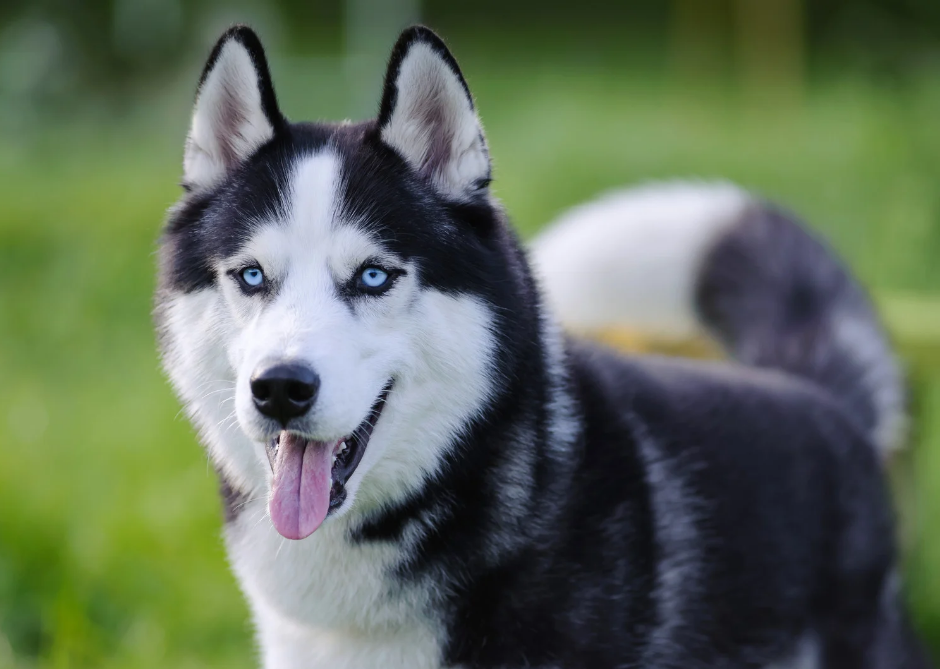 Siberian Husky