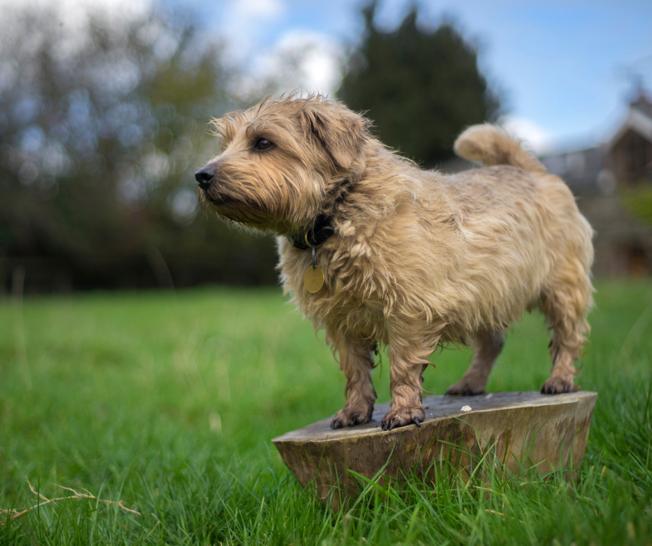 Norfolk Terrier