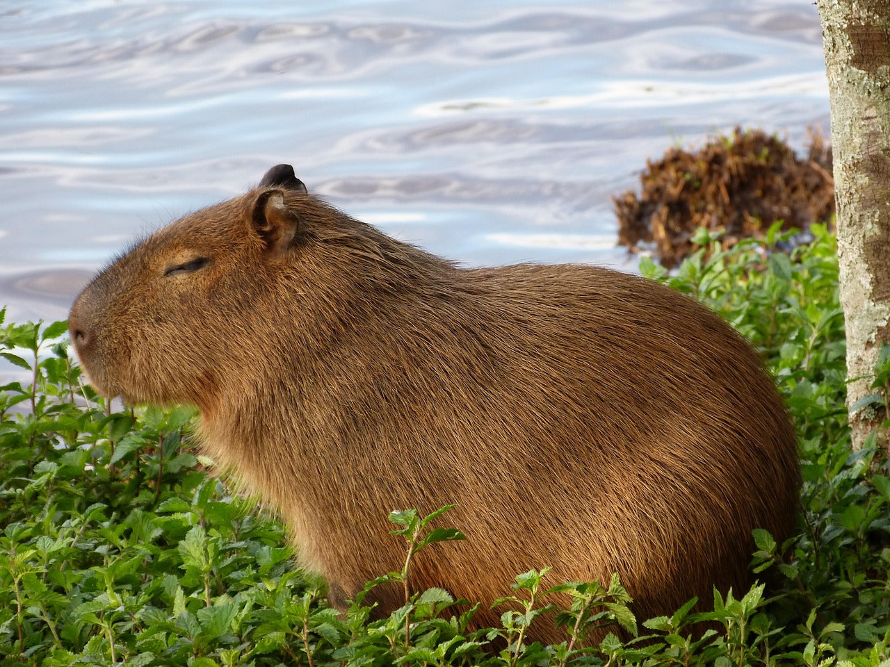 Capybara
