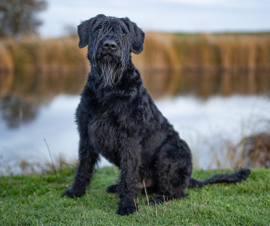 Giant Schnauzer
