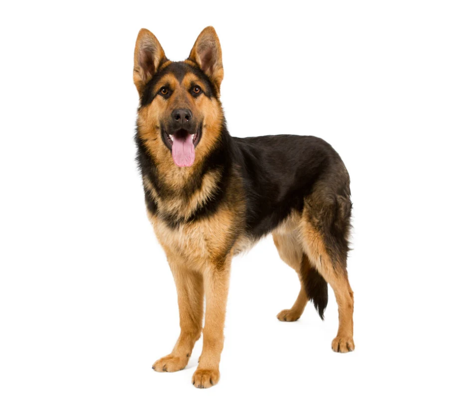 German Shepherd photo