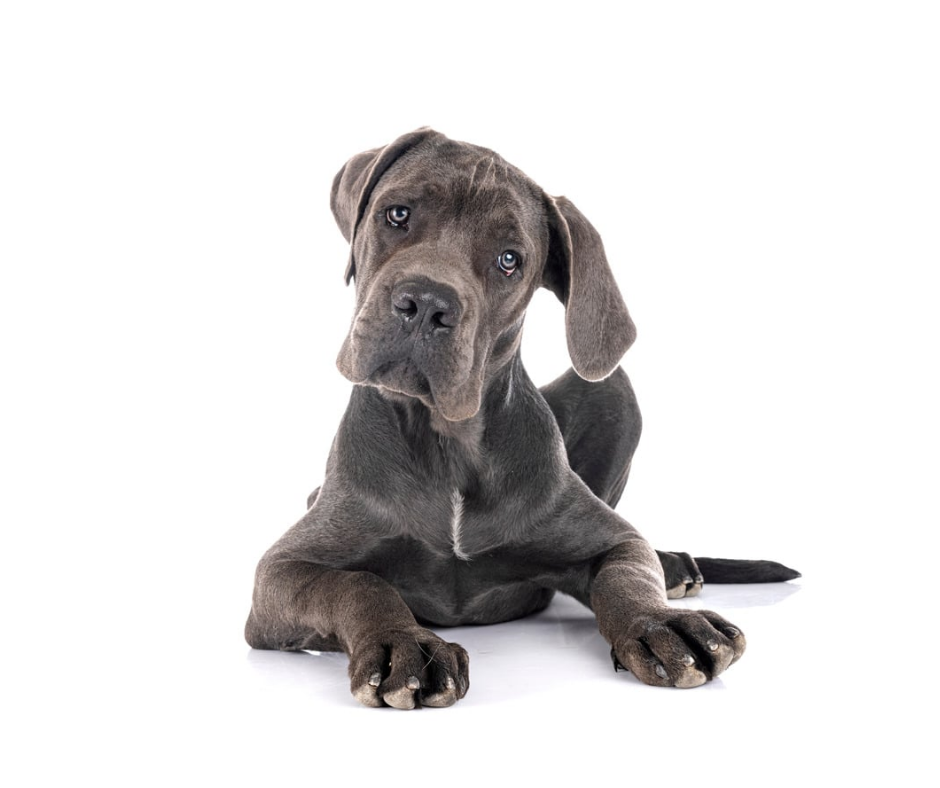 Great Dane dog photo