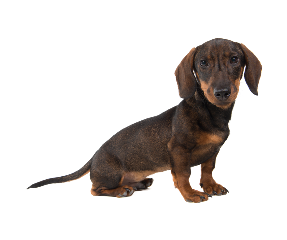 Dachshund dog photo