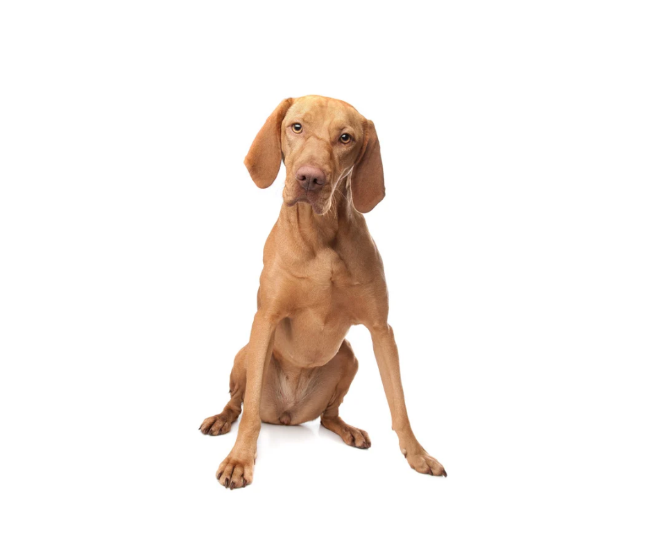 Hungarian Vizsla photo 