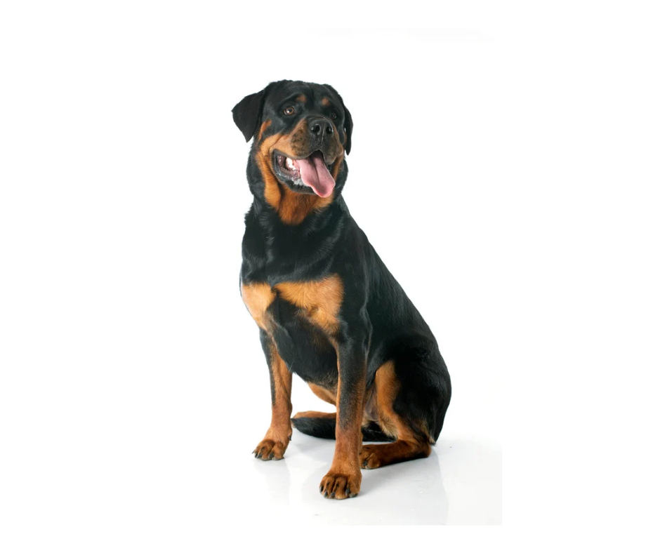 Rottweiler