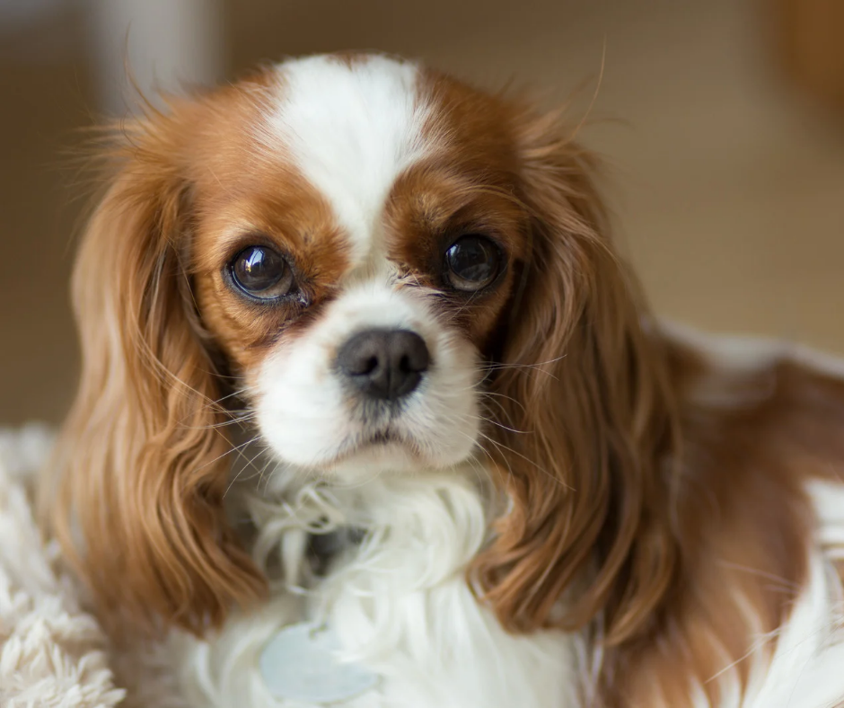 Cavalier King Charles Spaniel photo