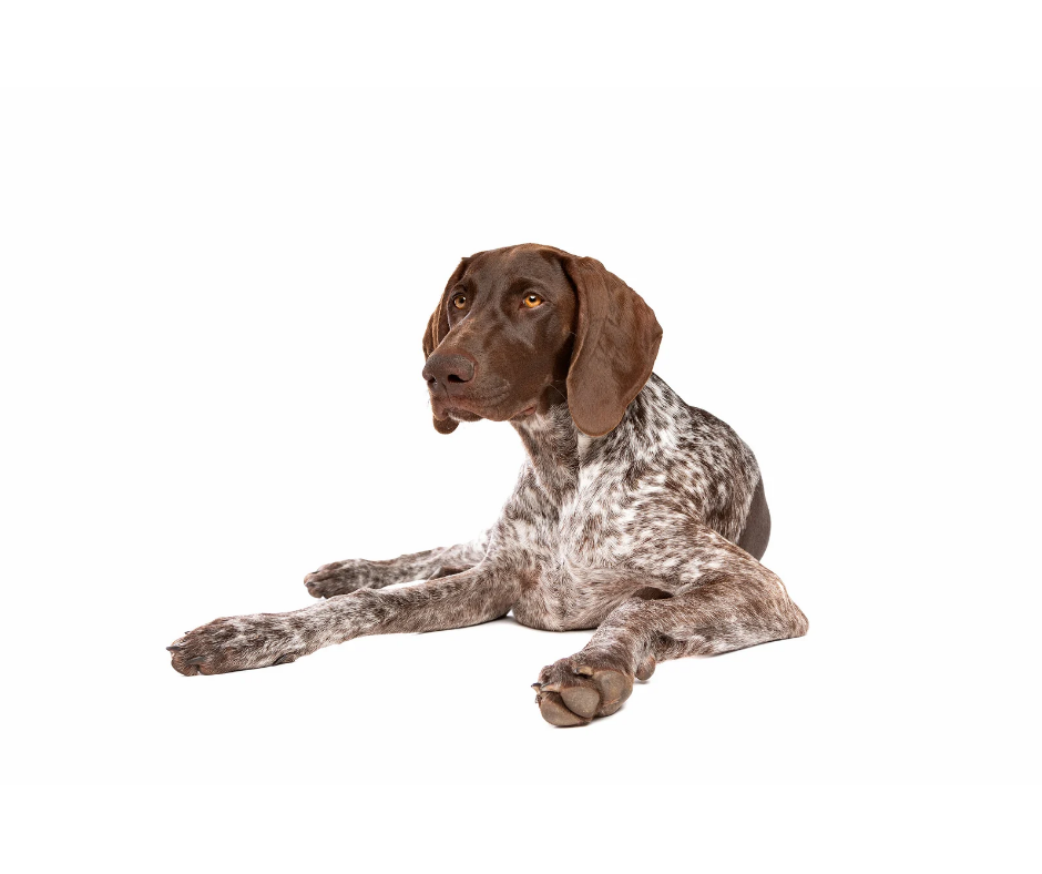 German Short-Haired Pointer photo