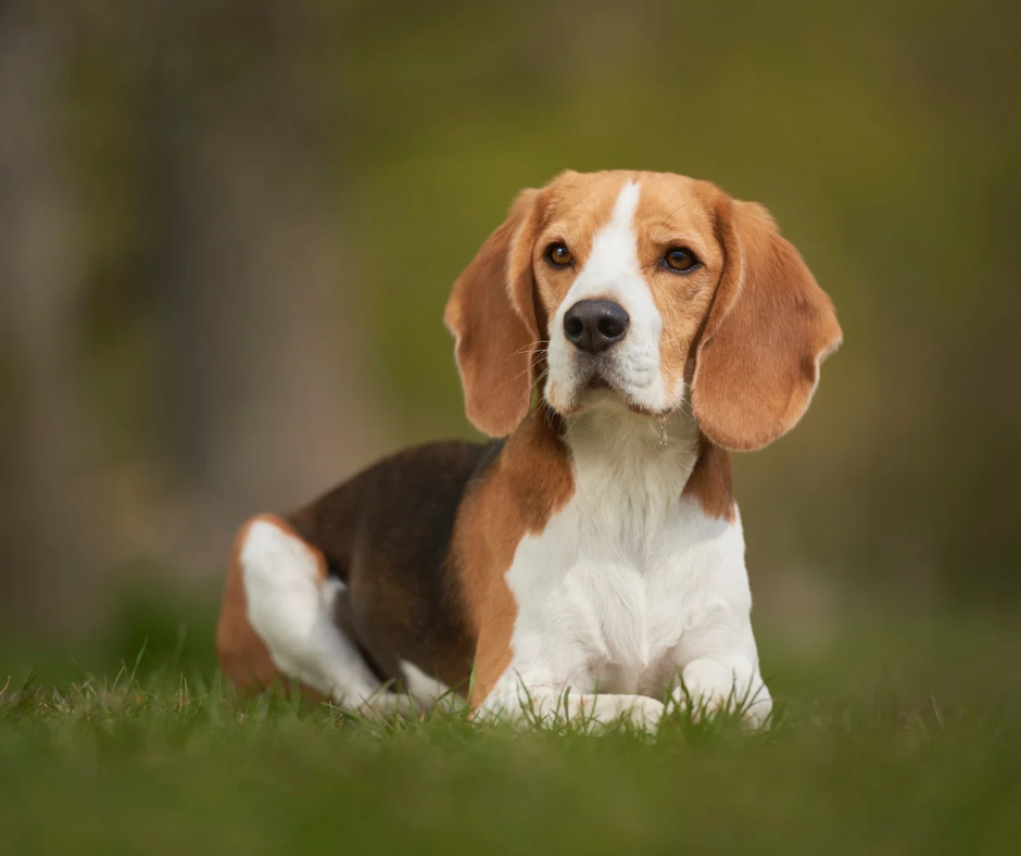 Beagle dog photo