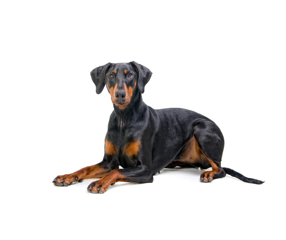 Doberman dog photo