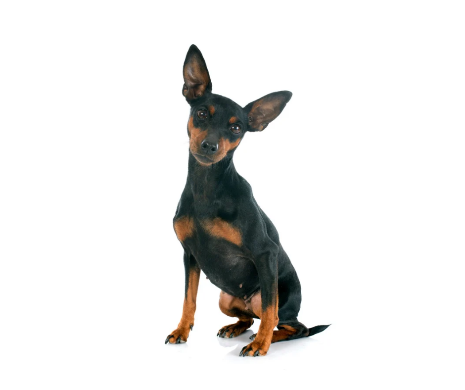 Miniature Pinscher