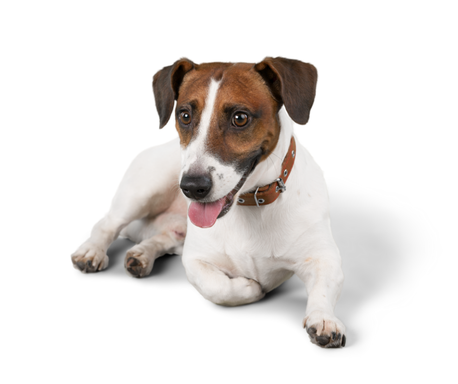 Jack Russell Terrier photo