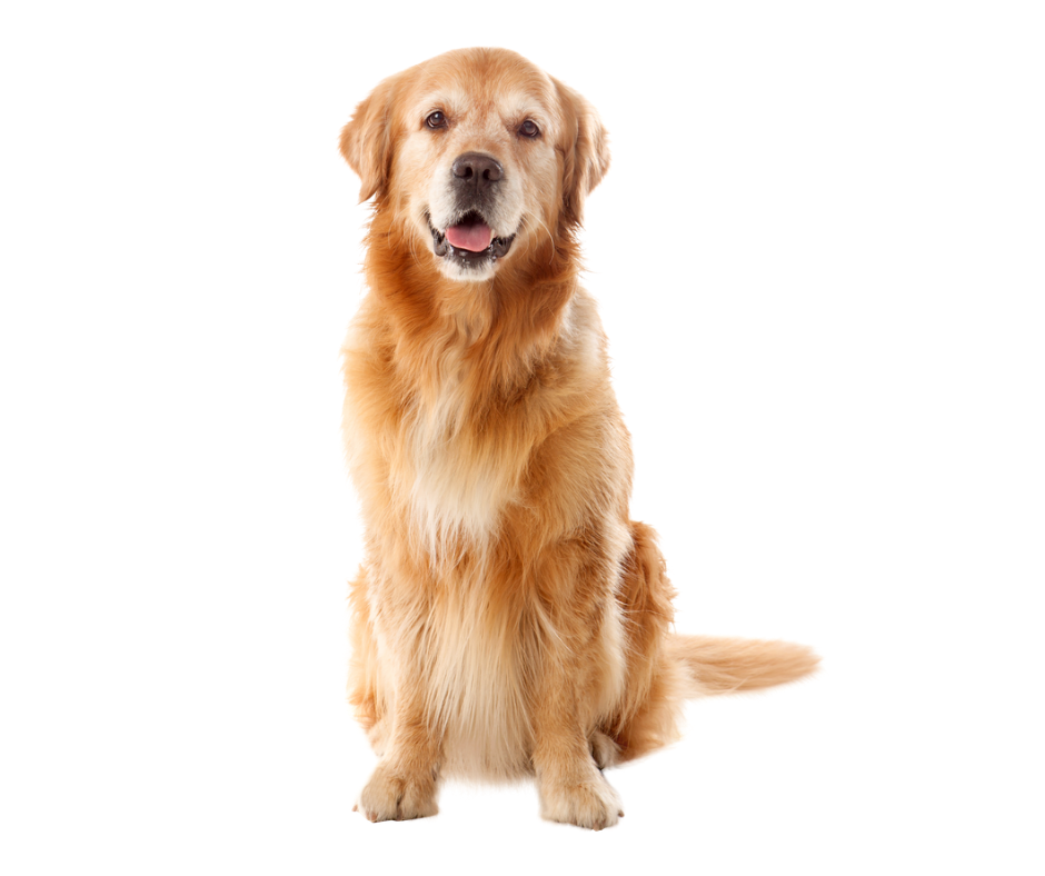 Golden Retriever photo