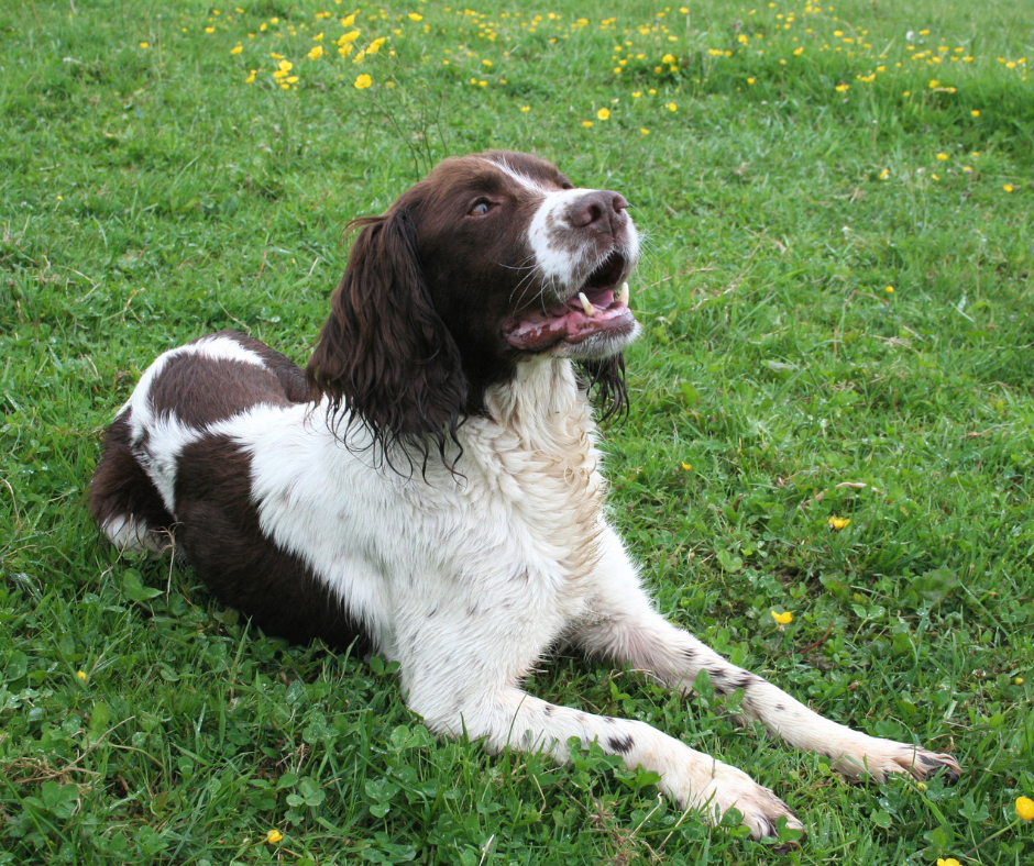 Springer Spaniel