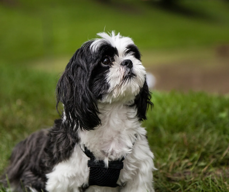 Shih Tzu