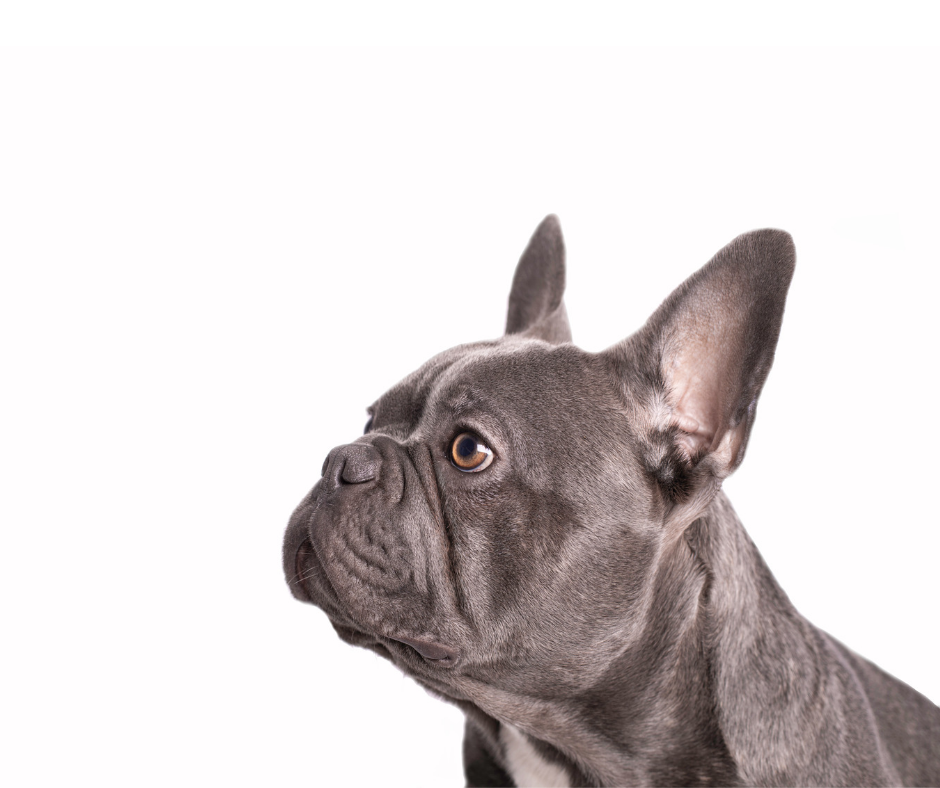 French Bulldog photo