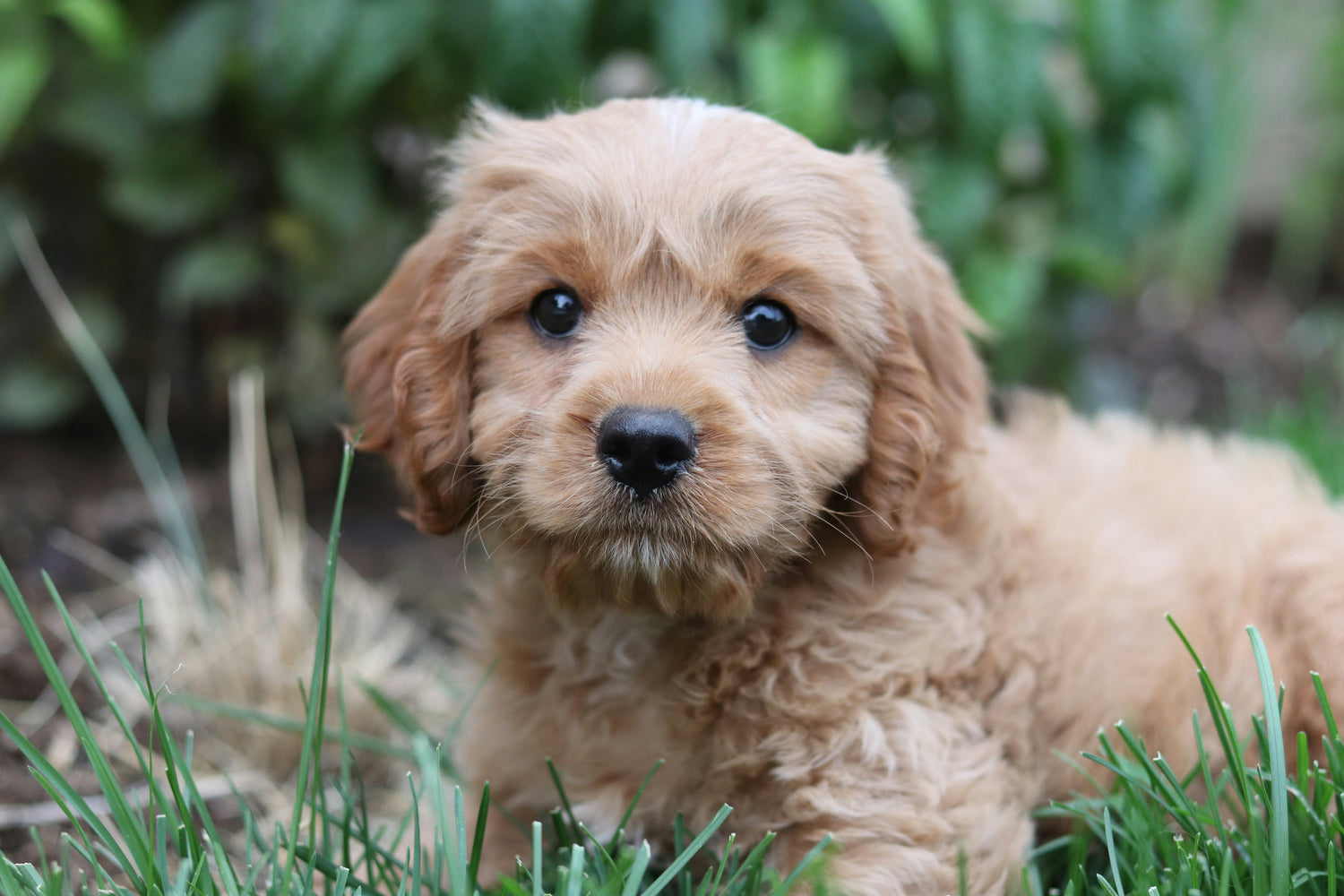Cavapoo puppy photo