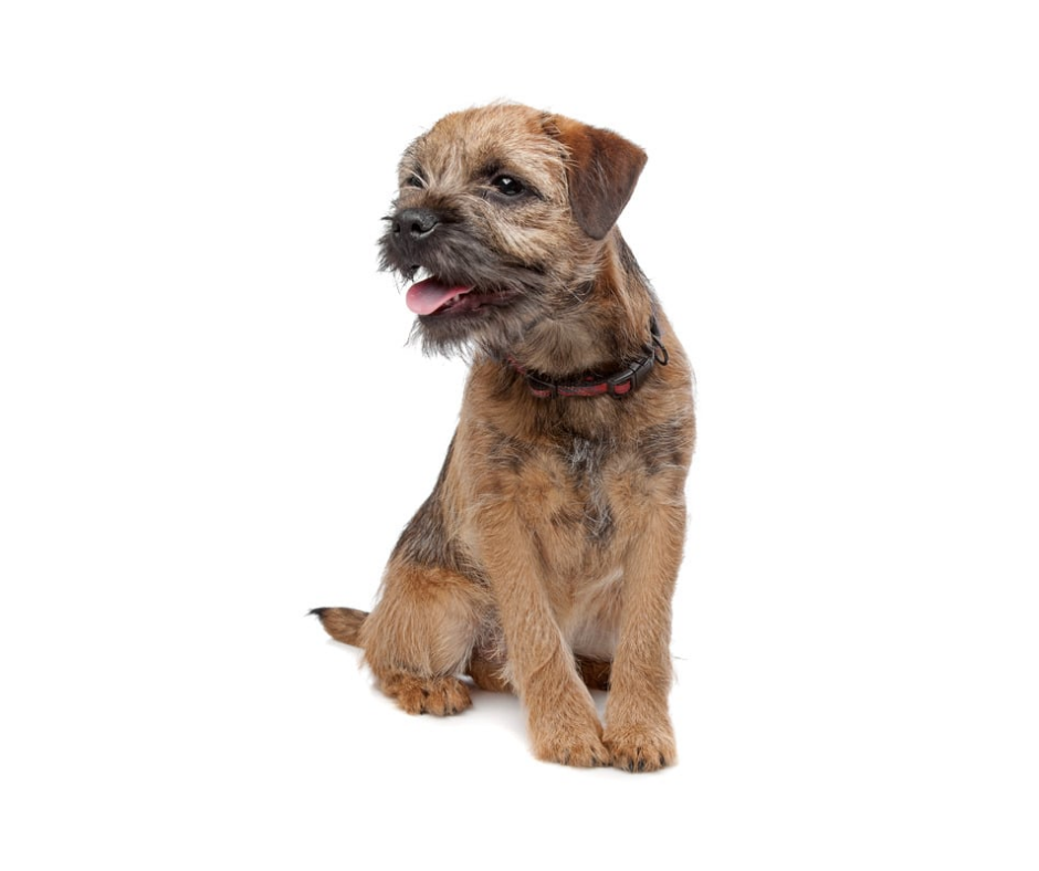 Border Terrier photo