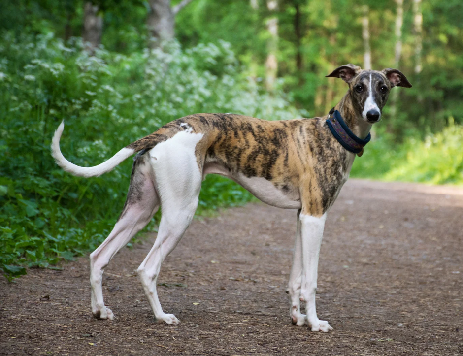 Greyhound dog photo